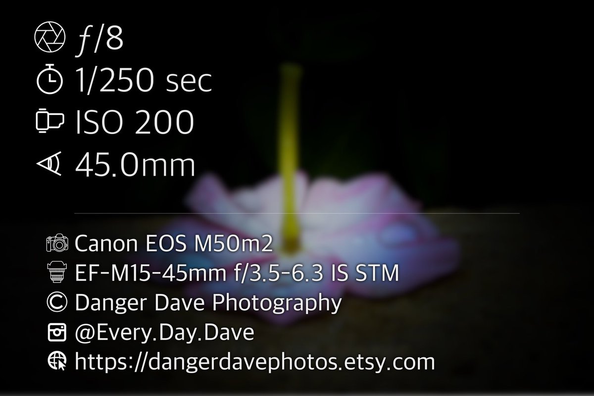 This is the last beauty this flower will see. We all face, die, and are forgot. Time erases all.
#photograghy #SundayFunday #flowerlovers #LaborDay2023