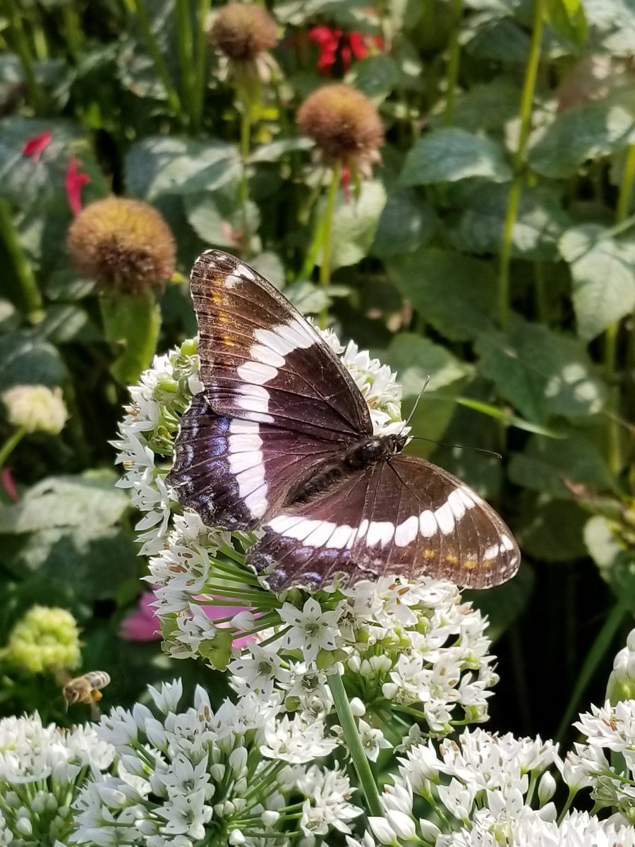 _Starfire_X's tweet image. White Admiral Butterfly, fairly common here in Southern Ontario, Canada.