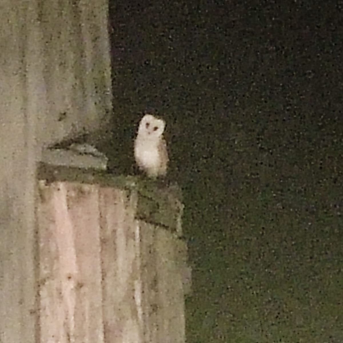 BrackloonF's tweet photo. This beautiful owl was perched on the castle's service box this evening as we arrived home  from the Shorelines Arts festival in Portumna! 🦉🏰

#bracklooncastle #thisisgalway
#irishcastles #birdsofbrackloon
#irelandshiddenheartlands
#grainyphoto https://t.co/0KFlhO74va