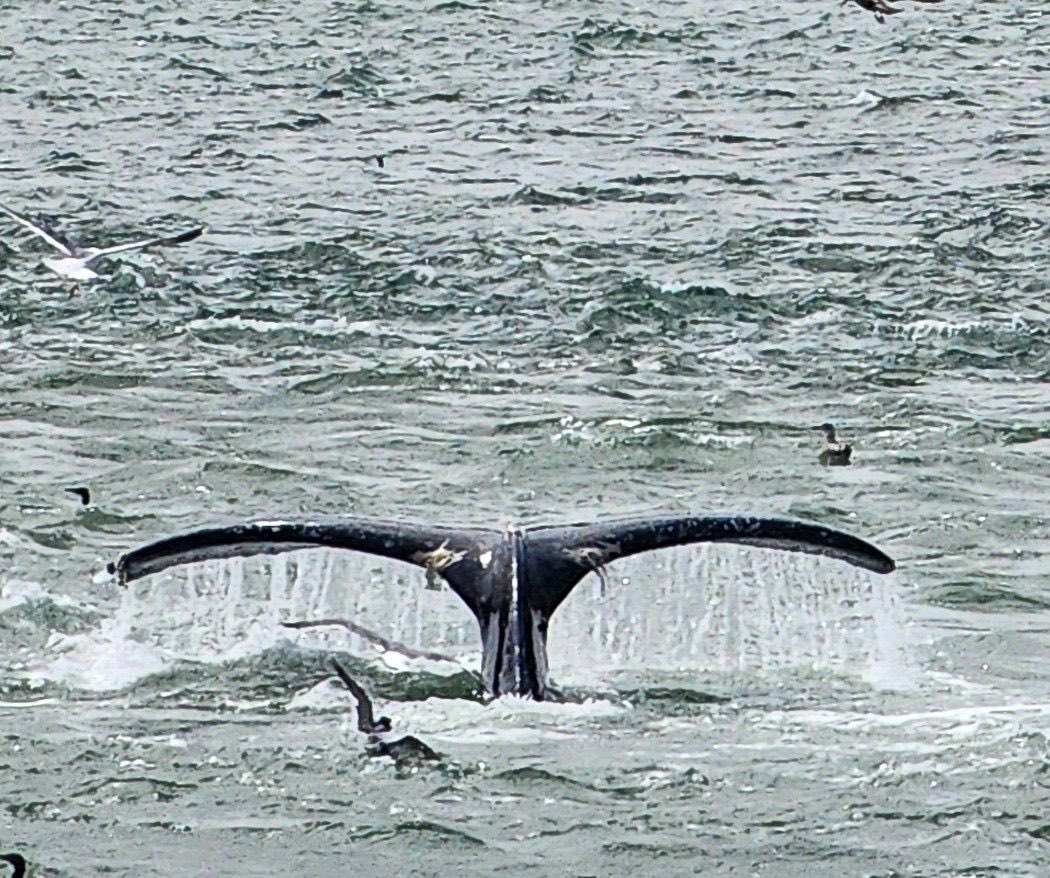 Angel Island - Tiburon Ferry & Captain Maggie ⚓️ tweet media