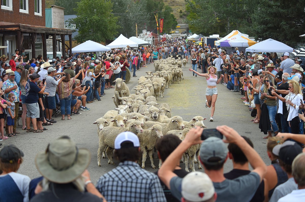 BGMayer's tweet photo. Sheep are driven through the streets during the 35th Great Montana Sheep Drive in Reed Point on Sunday. https://t.co/WkWY40o9Ps