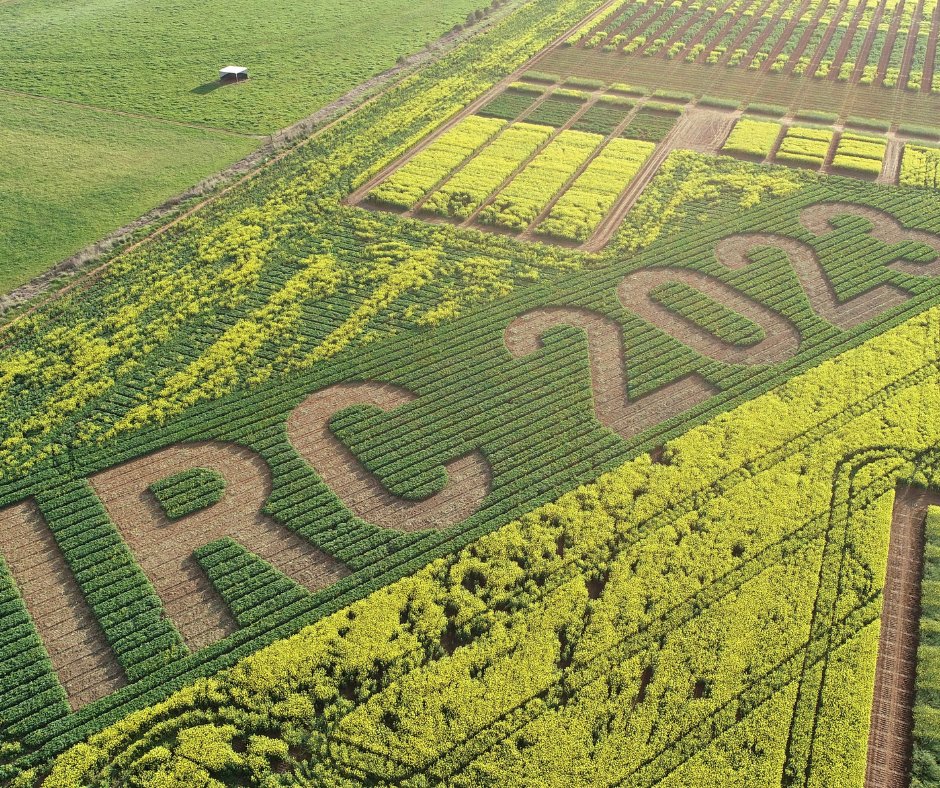 NSW Agronomy tweet media