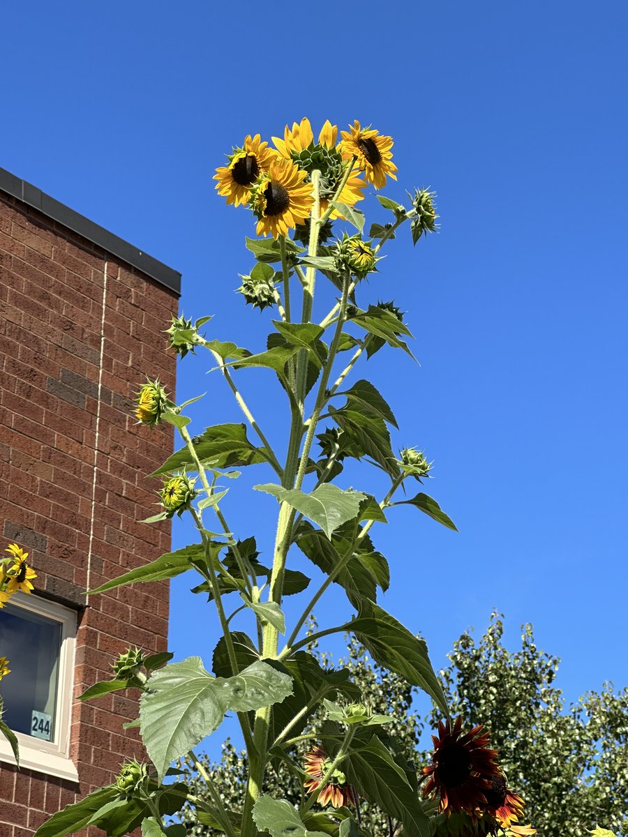 JC Solmonese Elementary tweet media