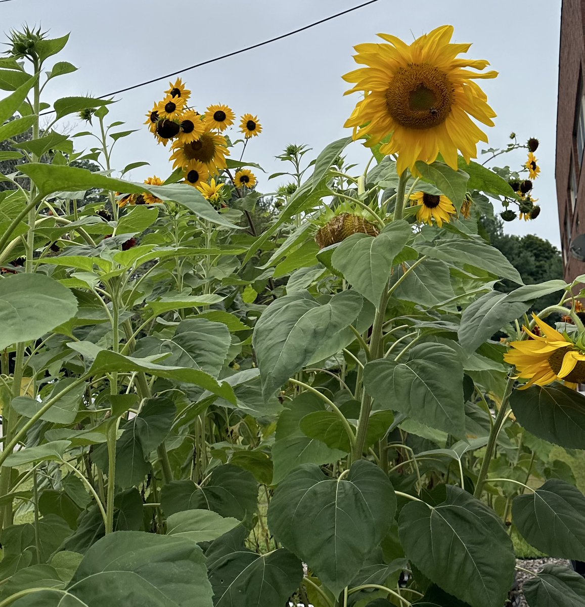 JC Solmonese Elementary tweet media