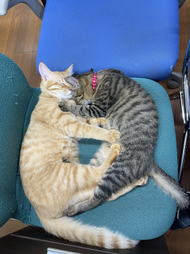 nekojiru_maigo's tweet photo. 🔍捜索中
キジトラ

名前：ラブ
性別：♀
月齢：1年４ヶ月
いなくなった日：🗓2023年9月2日(土)
詳細：https://t.co/Sk2KfUU9wO

#迷い猫 #迷子 #熊本県 #菊池郡大津町 #拡散希望 https://t.co/qW4wKaejvq