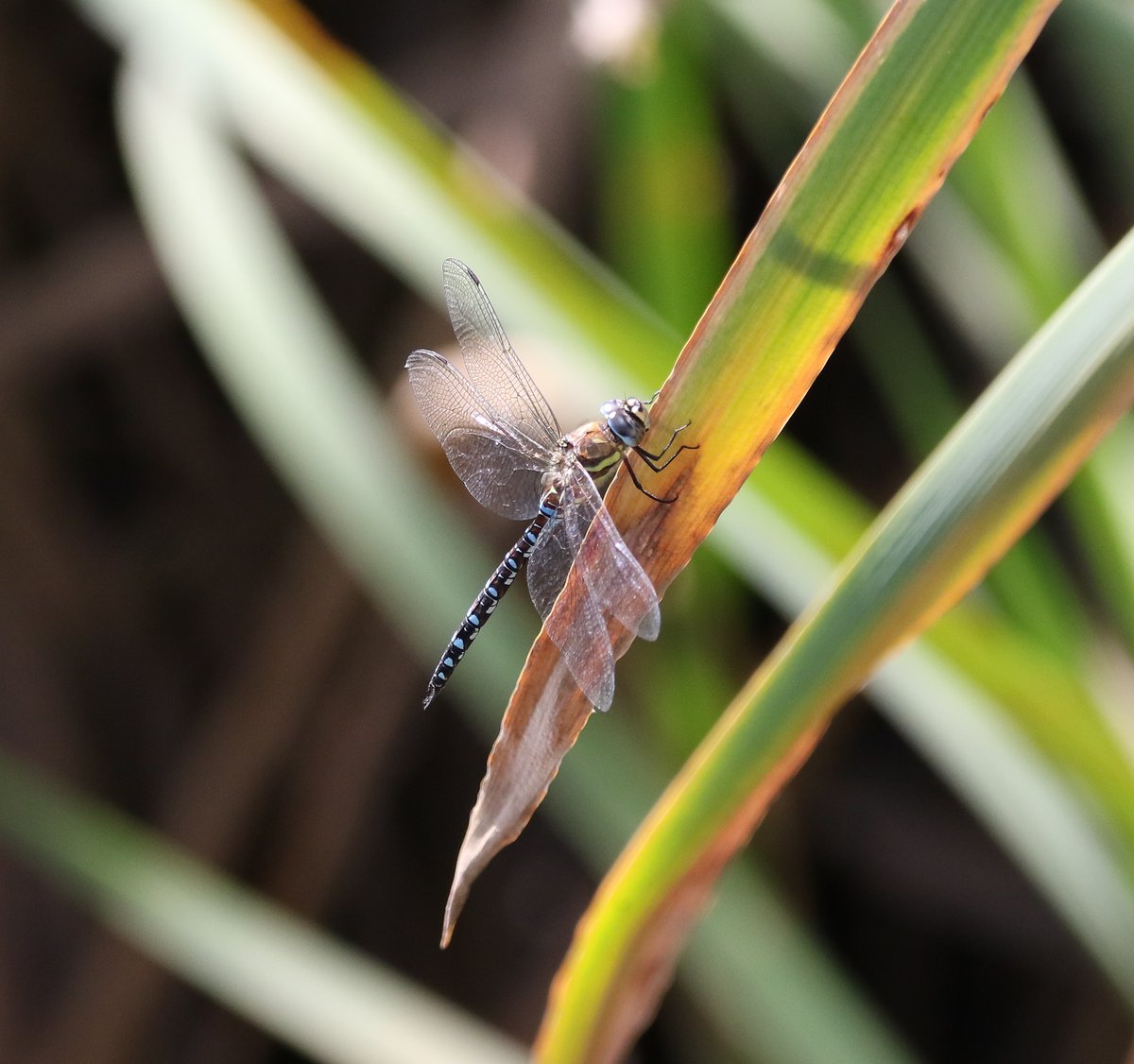 Lot's of Migrant Hawker's out enjoying the sun around the local patch today <a href="/BDSdragonflies/">British Dragonfly Society</a> #odenata #wildlifephotography #wildlife