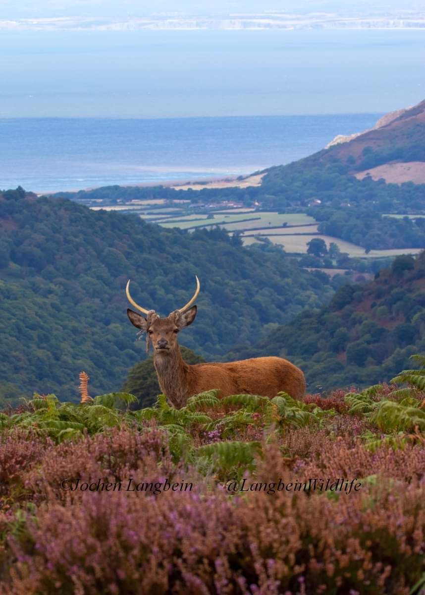 A favourite memory from this time of year  last year. Young stag above Horner Wood with view across Porlock Bay and Bossington Hill #Exmoor #deer #autumnwatch