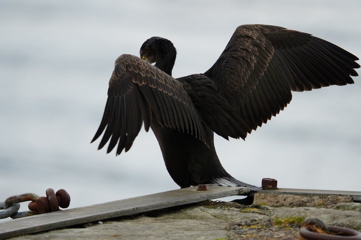 Ruari Saunders Photography tweet media