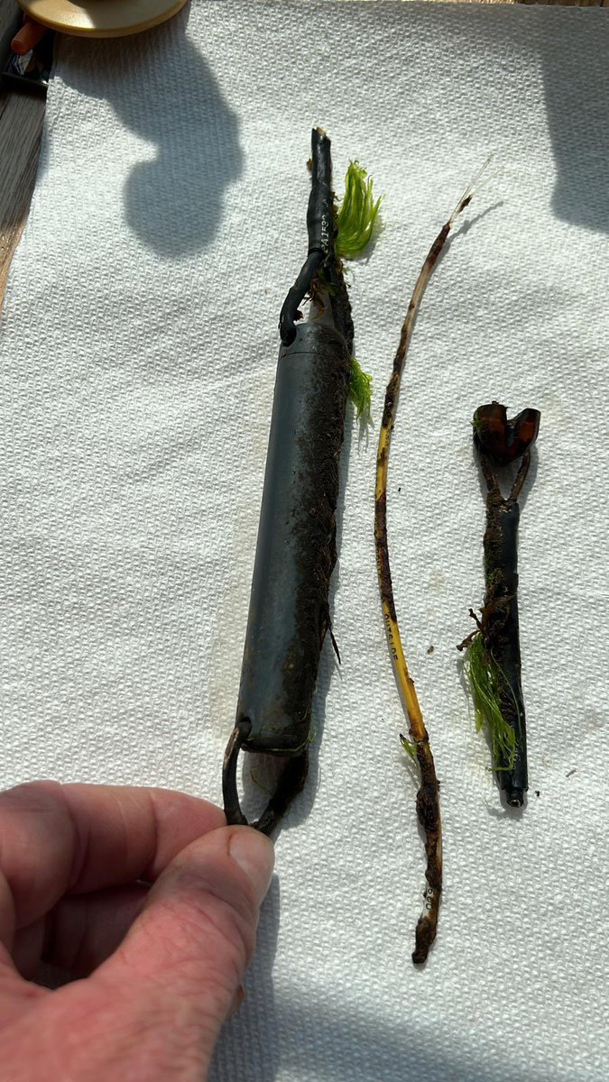 Yesterdays recapture of double tagged ABT was a 2021 release in Port Hood, 🇨🇦 The sat tag track 2021-2022 went to the Gulf of Mexico. The fish was a female spawning there!  We have her earbones now and we will get her age &amp; the minerals laid down will tell us where she was born!!