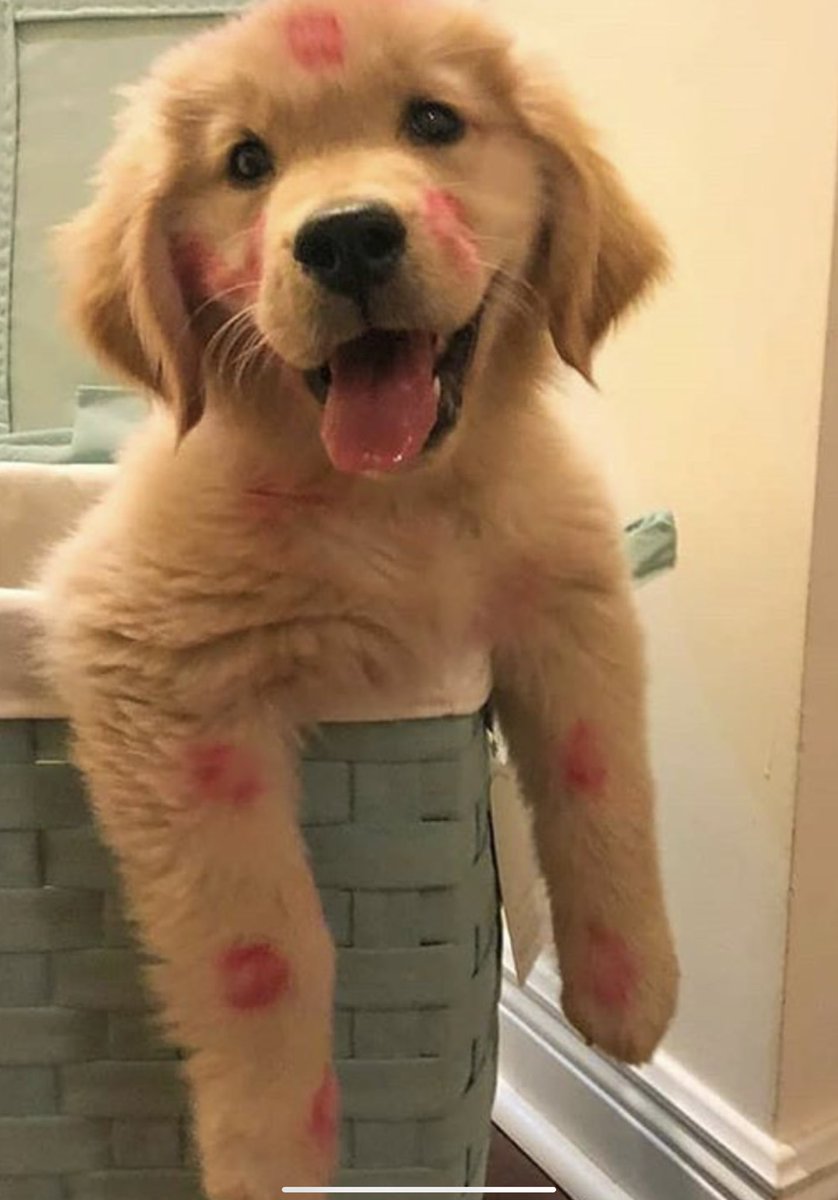 💖 (@twaniimals) on Twitter photo 