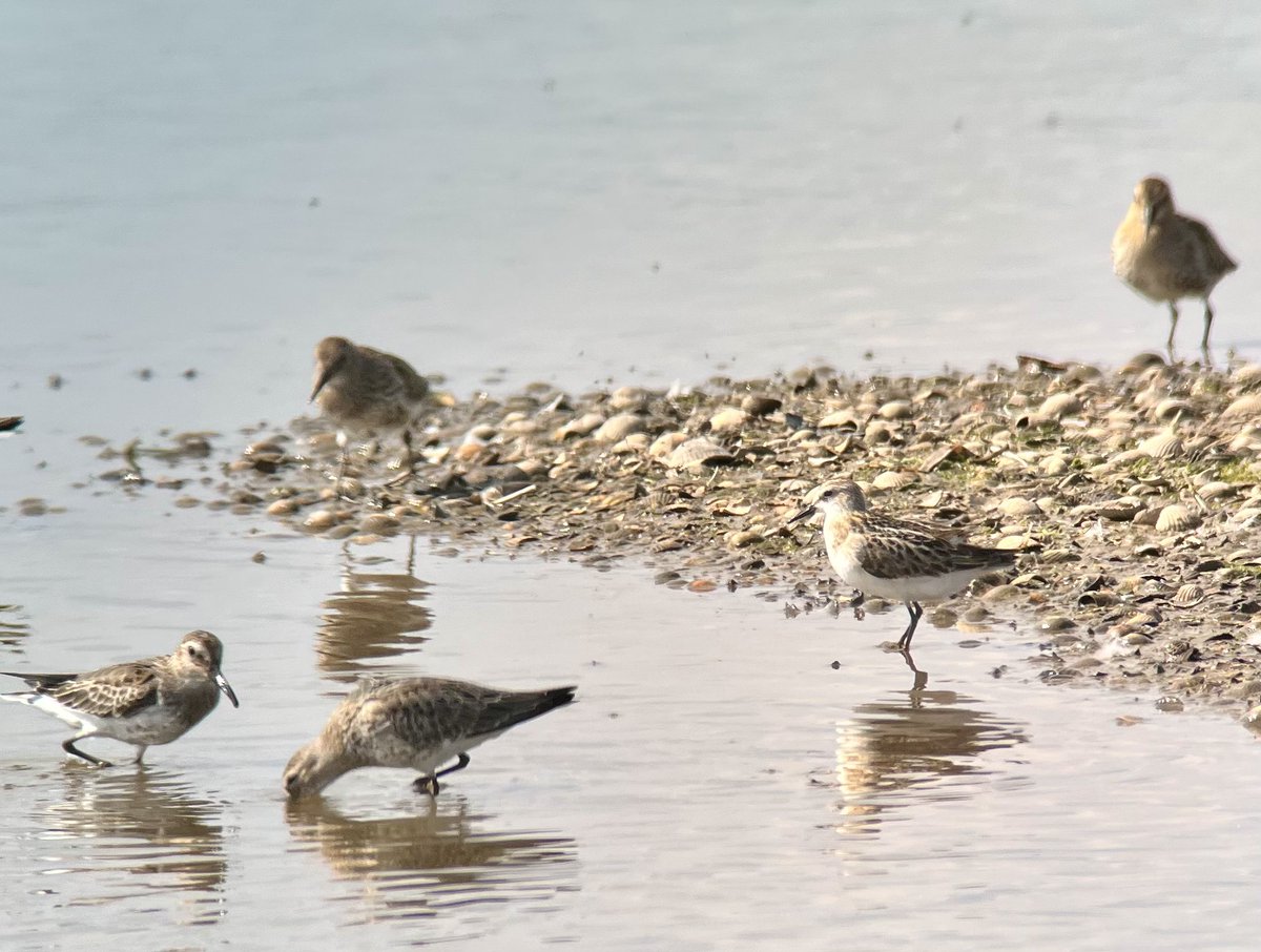 DanielCMartin1's tweet photo. @RSPBFrampton today was a much needed #waderfest. Highlights Wood Sand, c25 juv Curlew Sand, 4 L Stint, 1100 Blackwits, Ruff, Spotshanks, 1 Sanderling, 1 Knot, 2 Ruddy Shelduck, 2 Wheatear, Whinchat, lots Yellow Wags, SEO, 31 Spoons, GWE, Whooper on iphone & @SwarovskiOptik scope https://t.co/lWOSB9FlVN
