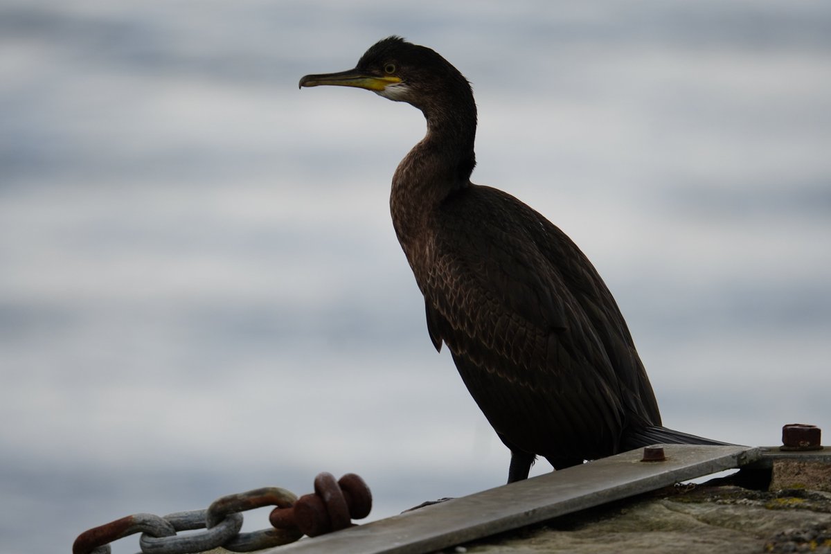 Ruari Saunders Photography tweet media