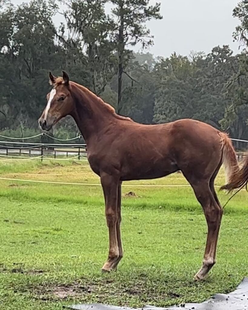 WallaceEventing's tweet photo. I might be a little bias but I’m pretty excited about this kiddo. 75% TB he’s looking like such a nice type. #LetsTellTheT aka Toddy at just 3 months, love my little Bebe and looking forward to the #Holsteiner approvals later this month.
#Toddytime
#foal
#babyhorse https://t.co/AJ0B3QCiaz