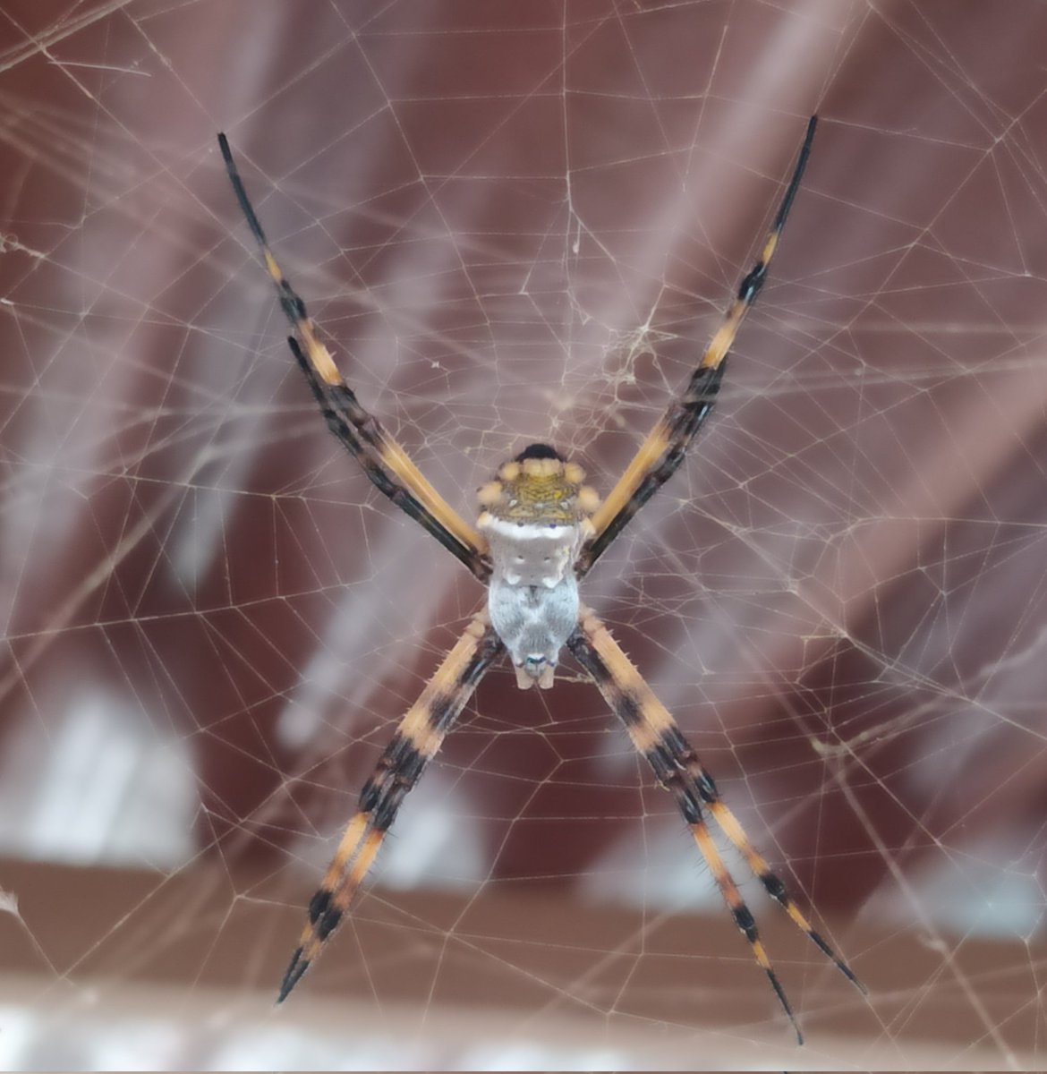 Saludos <a href="/Arachno_Cosas/">Soy aracnólogo, pregúntame lo que quieras</a>, me gustaría saber más de la vecina de mi gallo, gracias