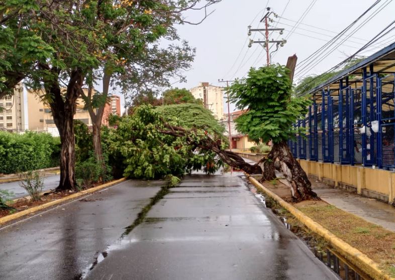 noticiaaldia's tweet photo. Árbol cayó durante el aguacero y obstruyó paso vehicular en la avenida Universidad https://t.co/Q90h0BeWXe https://t.co/NV8ueggQpt