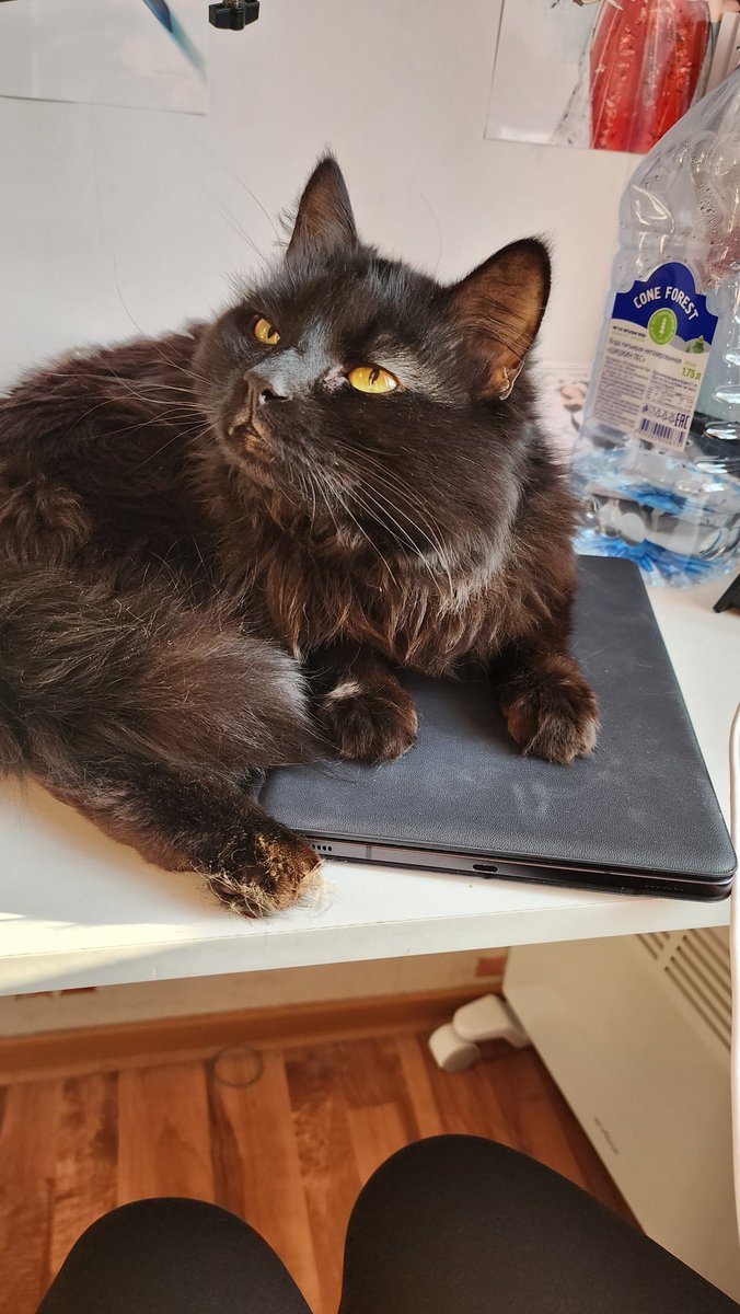 I want to draw, but my cat doesn't let me 😂

Have you got a pet?

#nft #NFTCommunity #NFTfamily