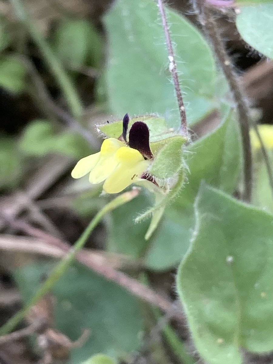 Alex Lowe tweet media