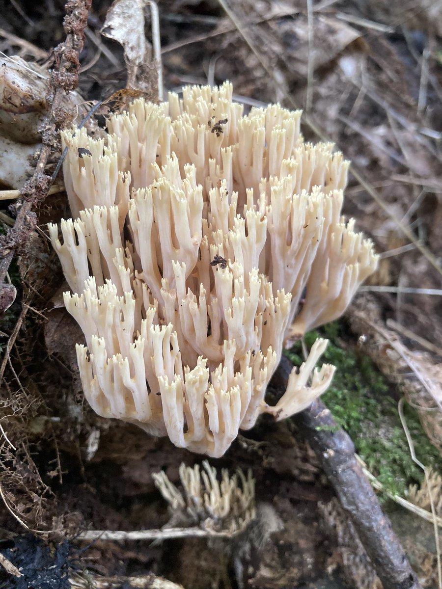 Alex Lowe tweet media