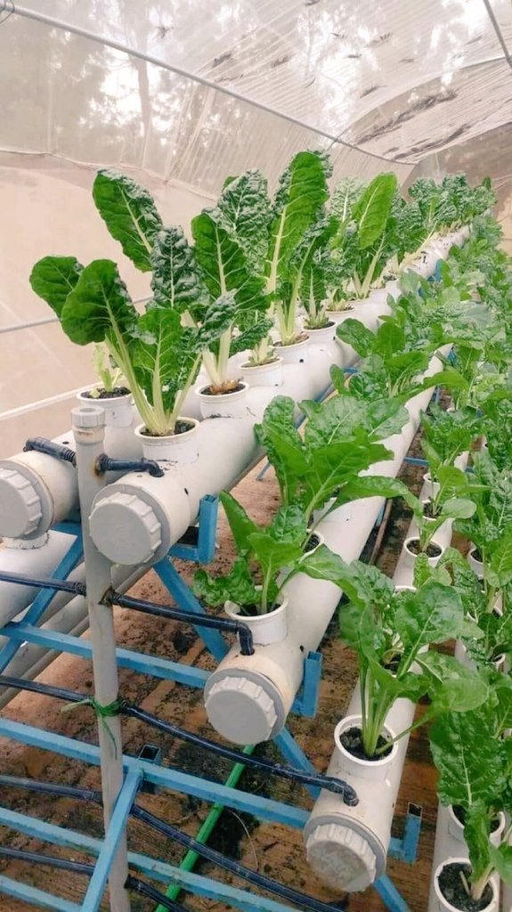 awaisgee75's tweet photo. Urban farming 
A must Need for future 
#agriculture https://t.co/CZzmxEcctc