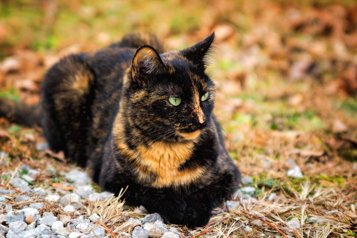 ThinkOfCat tweet picture