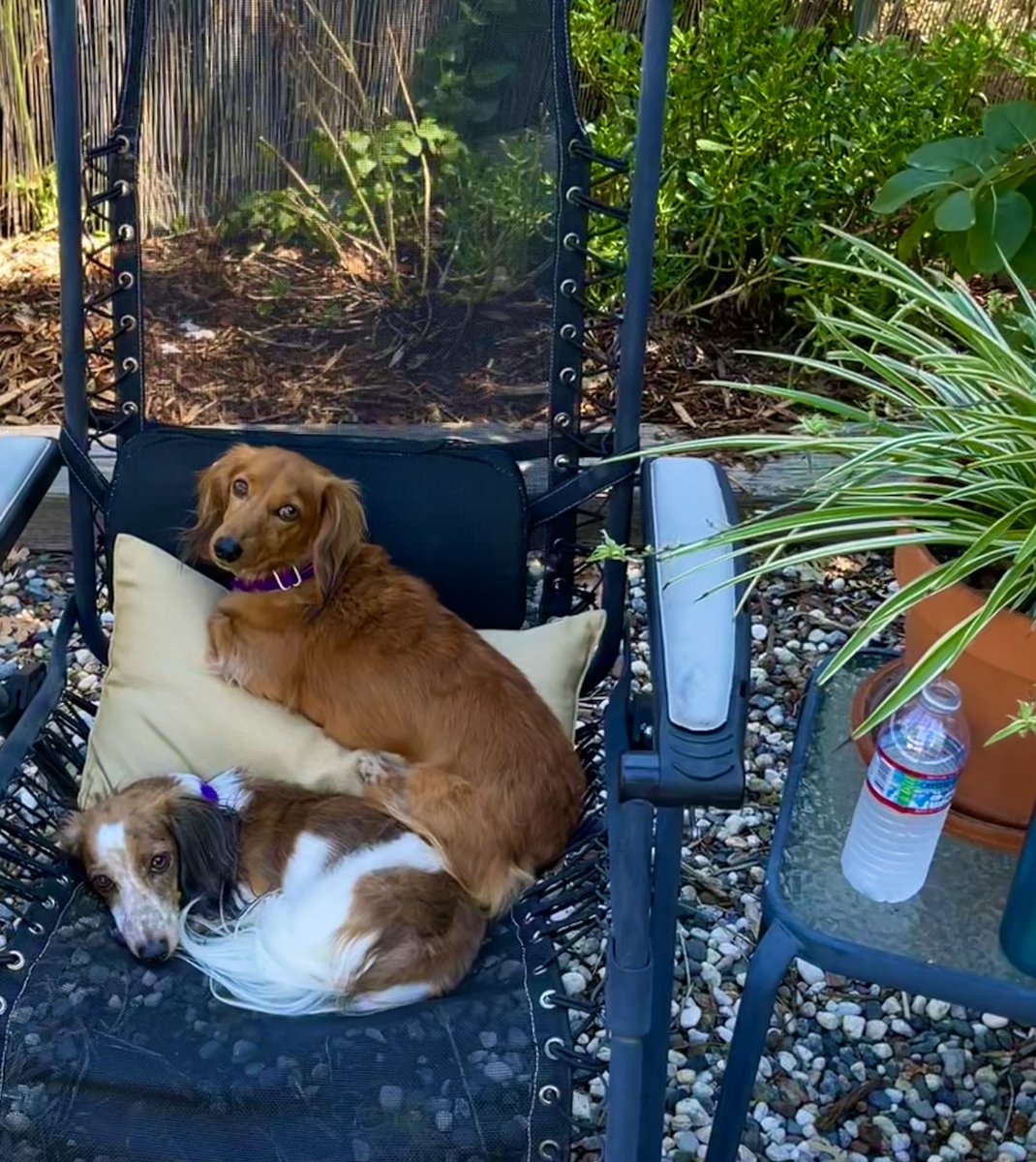 EdgarWiener's tweet photo. Happy long weekend #LaborDay it's ruff here π΄ Keeping the chair warm for @SawyerHair π€©
#Greta #Haezel #Wienerville #DogsofTwittter #Dachshund #Doxie #dogs #SundayMorning #ShastaLake
#LoveCoco π https://t.co/XtbBa5bDr4