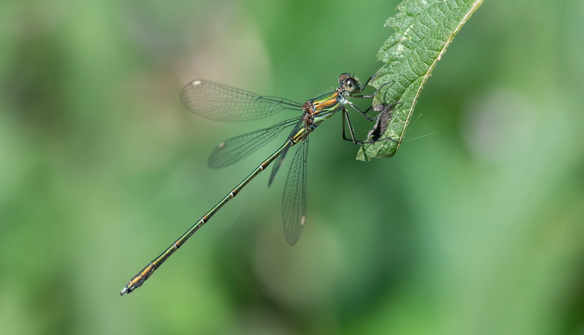 Only a single male Willow Emerald seen at my local site for these today. It did pose very well though. A late female Banded Demoiselle was a surprise sighting. @BDSdragonflies @SussexWildlife