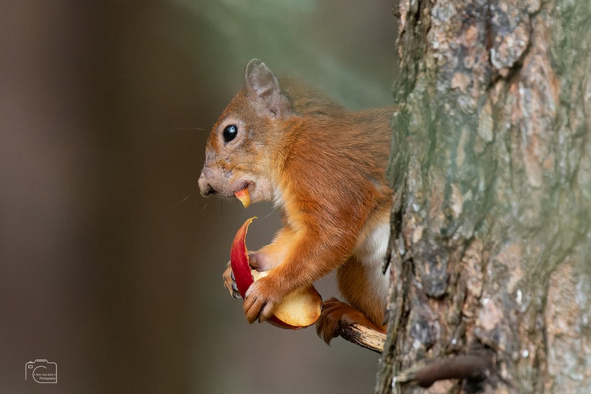 Chris MacInnes Photography tweet media