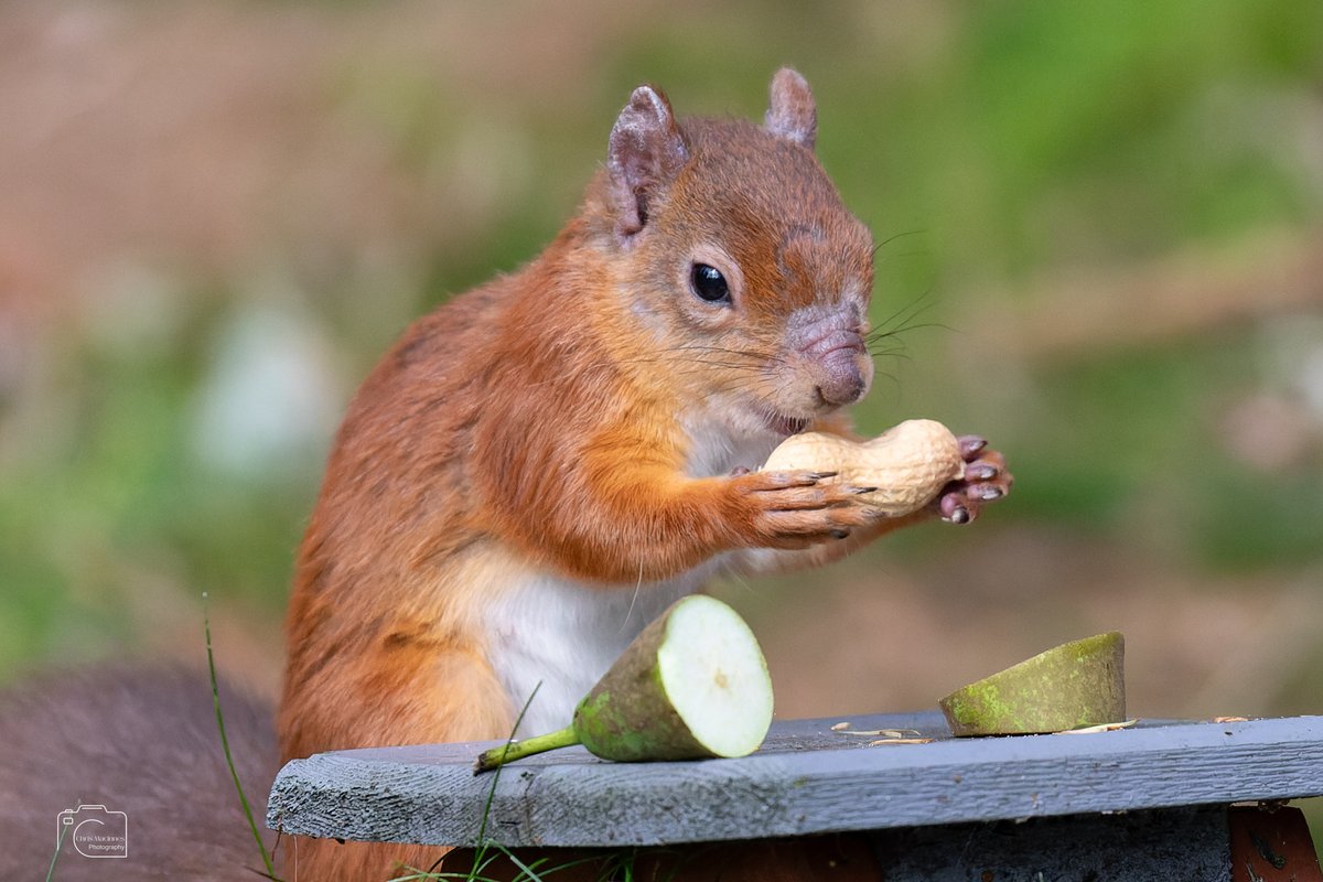 Sammy Squirrel, Nairnshire