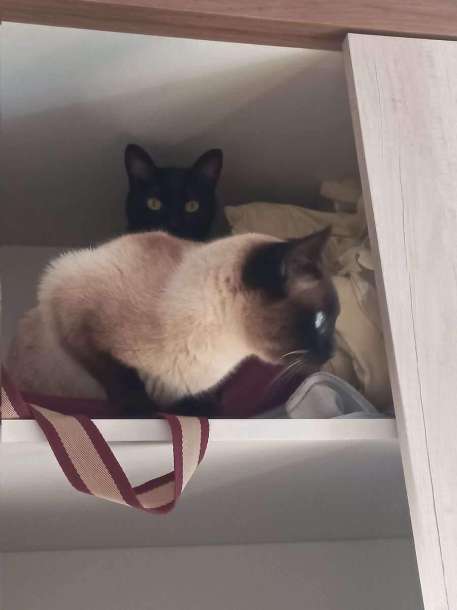 coisas lindas, majestosas, perfeitas. minhas filhas.