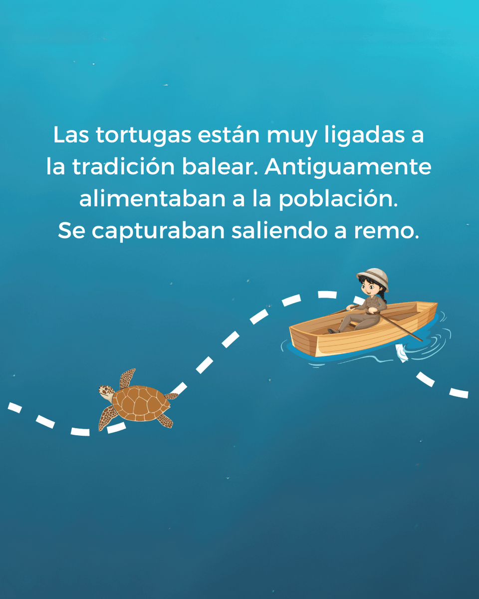 BBlueFormentera's tweet photo. HILO #BeBlue | Descubre de dónde vienen las tortugas del Mediterráneo!
🐢🐢 https://t.co/nWeJxNdl42