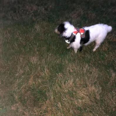 EmmEDavies's tweet photo. Missing my little Toby.
The children have all gone home and it’s very quiet.
For the first time I feel alone.
My husband is looking after him now 🌈
#RainbowBridge
#DogsAreFamily
#HeartbrokenAgain https://t.co/5YOWcaZEK2