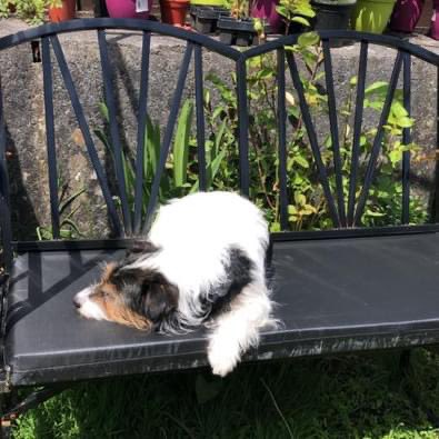 EmmEDavies's tweet photo. Missing my little Toby.
The children have all gone home and it’s very quiet.
For the first time I feel alone.
My husband is looking after him now 🌈
#RainbowBridge
#DogsAreFamily
#HeartbrokenAgain https://t.co/5YOWcaZEK2