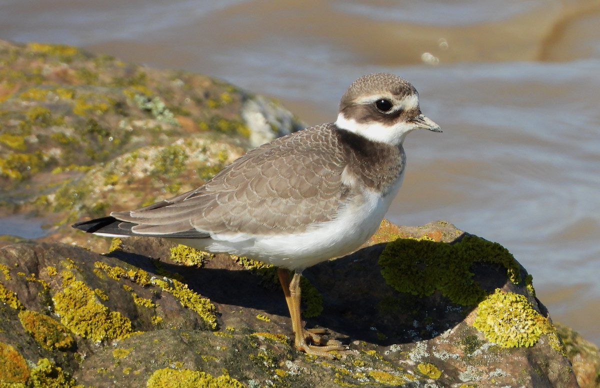 rojobus's tweet photo. Ringed Plover &amp; Dunlin, both juveniles @Severnside https://t.co/gEP5feGSak