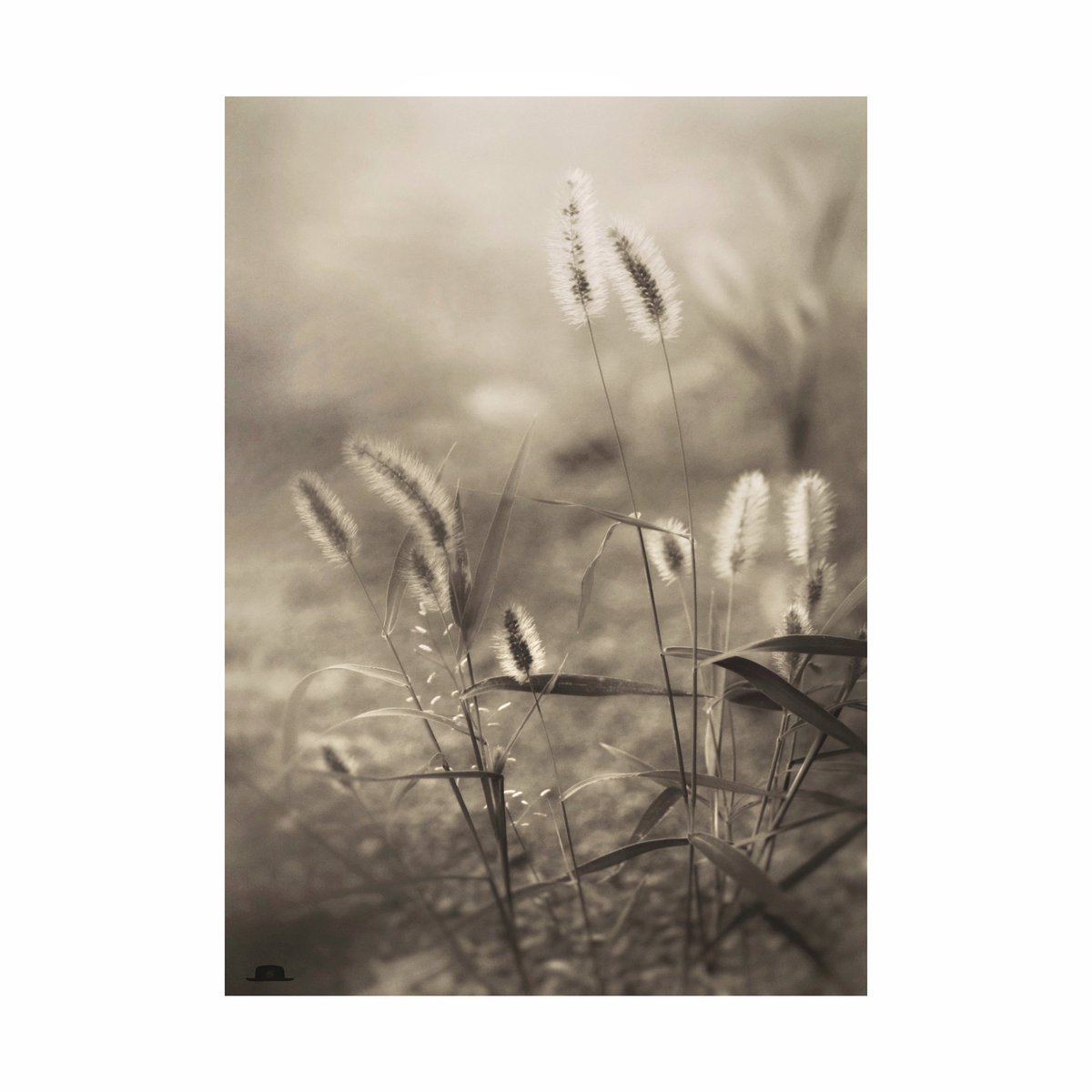 A moment of calm

I found a small autumn

I'm sure the cat living in my house 
will be happy 
if I take this grass ear as a souvenir

#photography #change #season #clam