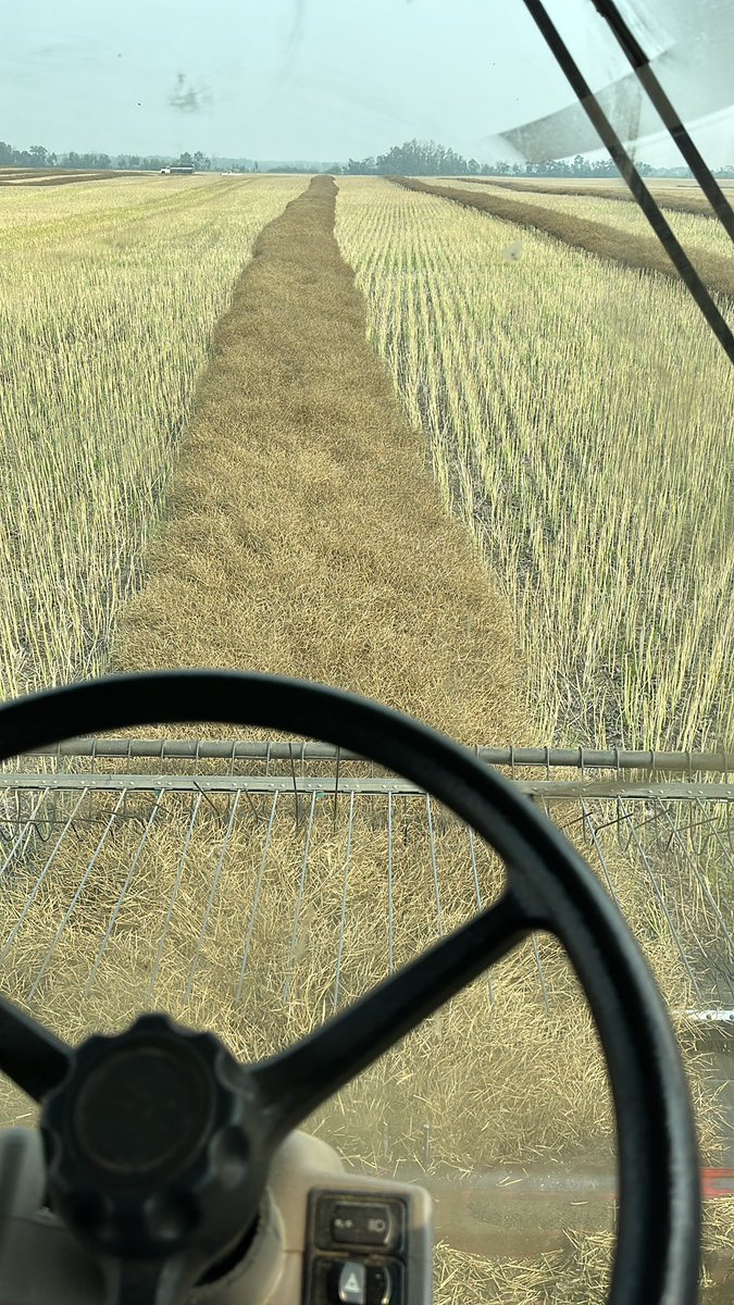adamstuart1's tweet photo. My view for the #LabourDayWeekend game today. The Riders are 2-1 while in the combine. Go @sskroughriders. #cfl #football #riders #bombers #canola #crop #saskag #saskfarm https://t.co/jU1w8GOOd7