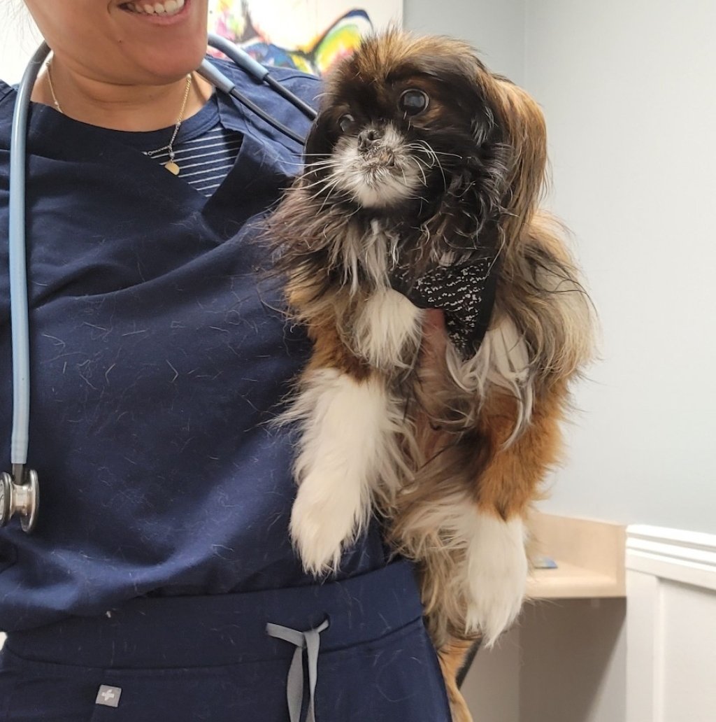 HarweeThePeke's tweet photo. Harley's final vet appt on Monday. We had a plan w meds and a 2-week follow-up appt. I guess Harley decided it was time go. I'm going to try hard not to focus on his death but all of the joy and love he gave us. ❤️ #rainbowbridge https://t.co/7vWH7goeKl