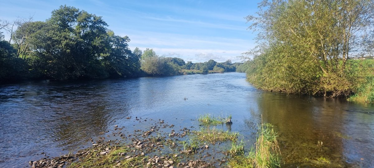 Ferrybryan's tweet image. Glorious afternoon/evening on the banks of the Laune with the reeks overlooking.Salmon were taking the shade, not the fly...