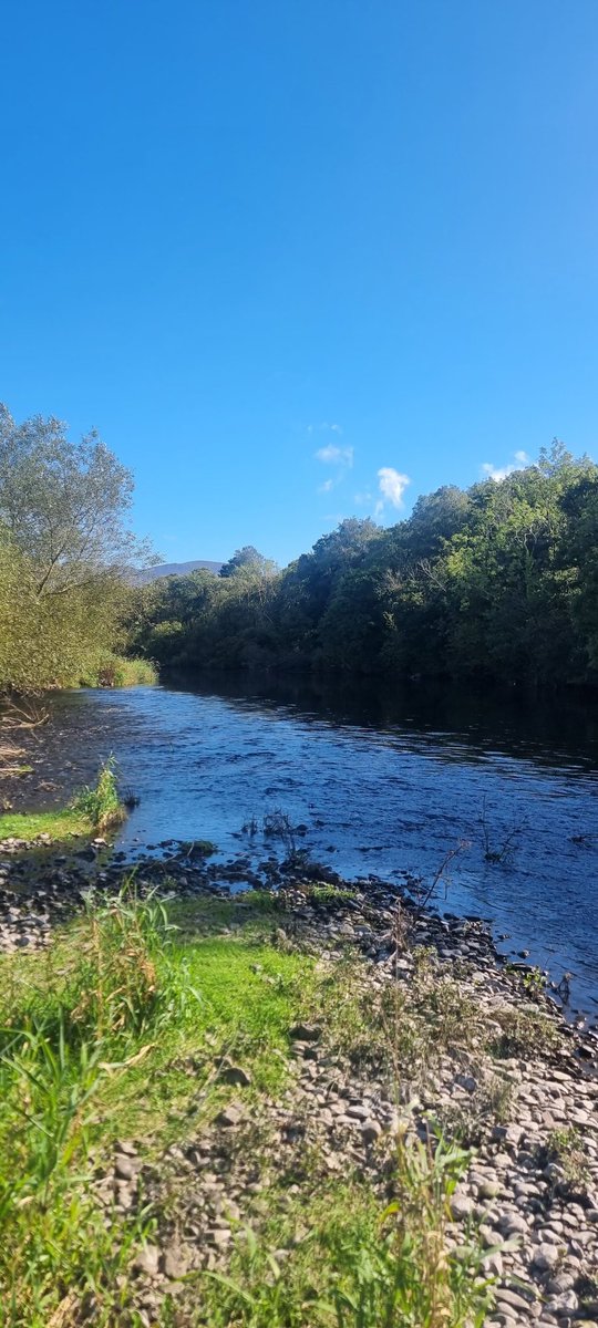 Ferrybryan's tweet image. Glorious afternoon/evening on the banks of the Laune with the reeks overlooking.Salmon were taking the shade, not the fly...