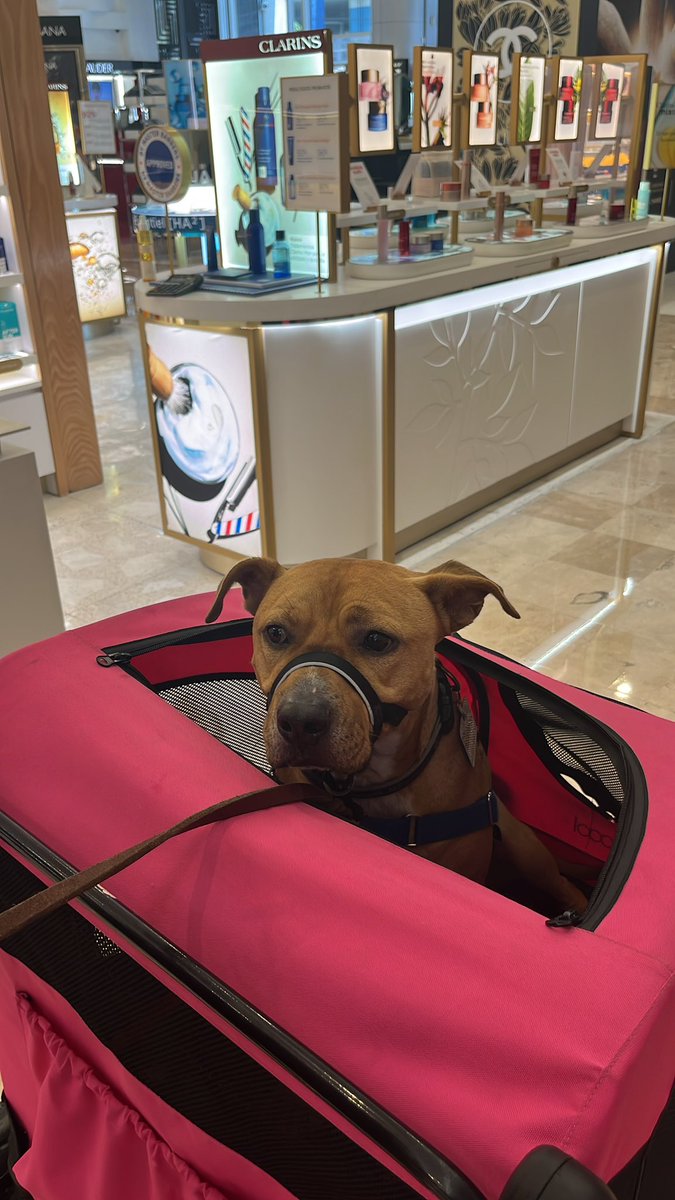 danny24duran's tweet photo. @liverpoolmexico Pensamos que por su tamaño, nuestro perro no podría utilizar los carritos, pero no fue así :). Padrísima iniciativa. ¡Muchas gracias! #petfriendly #asísí #excelenteservicio https://t.co/DQxMOt7PsZ
