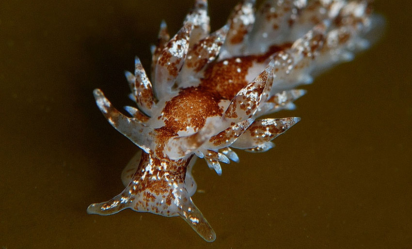 slugsofsea tweet picture