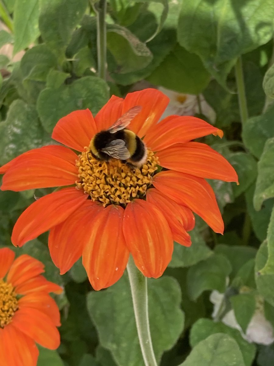 A bee-utiful day at Canons Ashby ⁦<a href="/nationaltrust/">National Trust</a>⁩