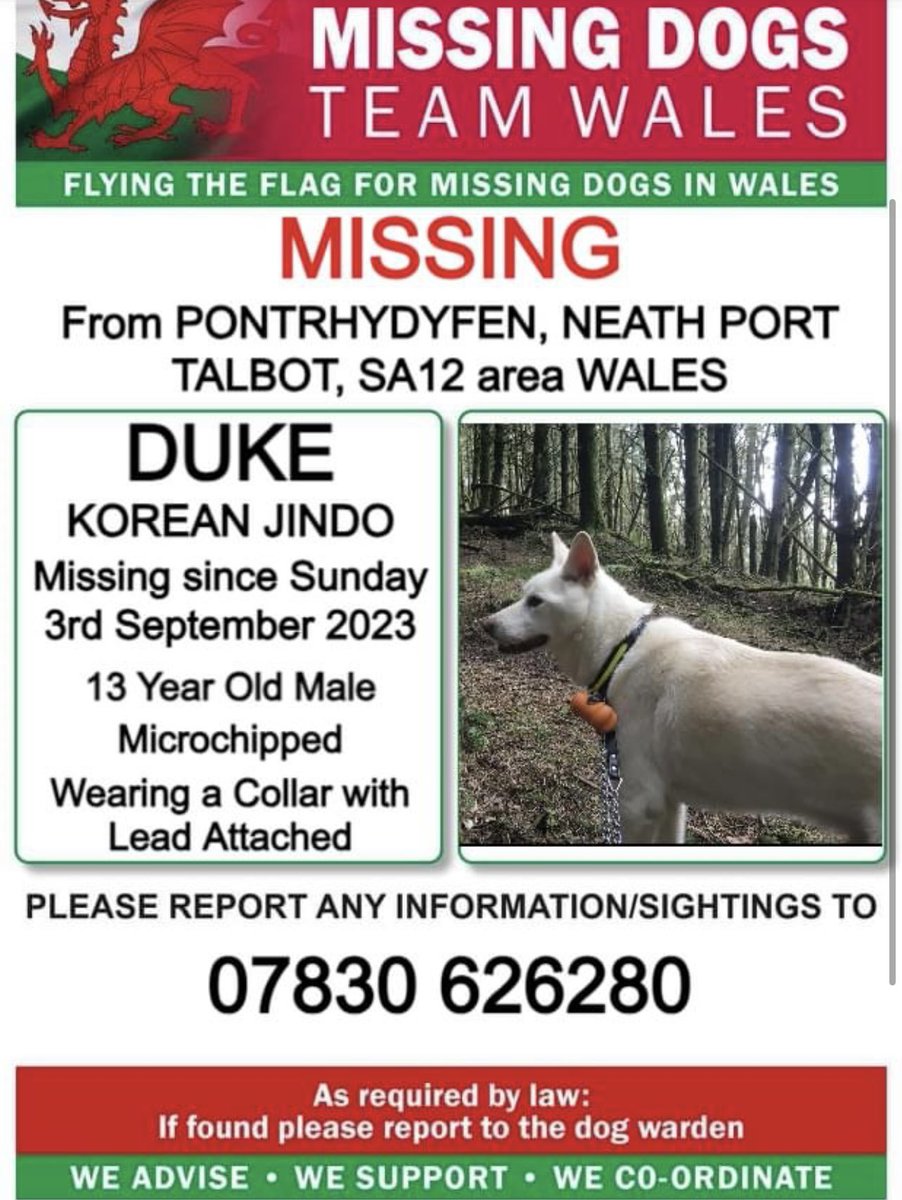 ❗URGENT SHARES PLEASE, LEAD ATTACHED ❗
❗DUKE, #ASSISTANCEDOG❗  MISSING FROM #PONTRHYDYFEN, #NEATHPORTTALBOT, #SA12 area #WALES ❗
❗LAST SEEN CLOSE TO RUGBY CLUB, PLEASE CALL NUMBER WITH ANY SIGHTINGS/INFORMATION ❗