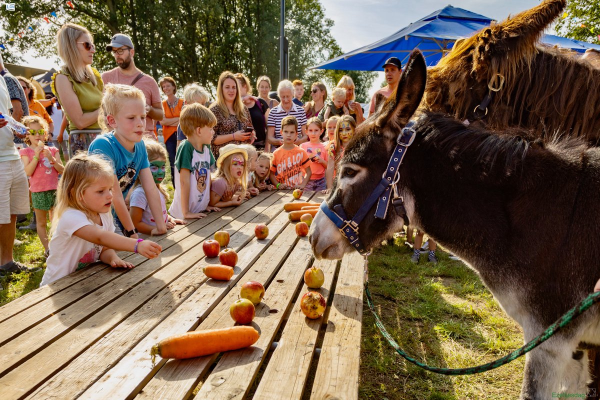 Omroep_Nuenen's tweet photo. Ezeltjesdag op Eeneind
De eerste zondag van September staat al decennia lang op 't Eeneind in het teken van Ezeltjesdag: een super gezellige middag waar generaties met elkaar genieten van spelletjes, ranja, pannenkoeken en... ezels! https://t.co/uPxOHOadyD