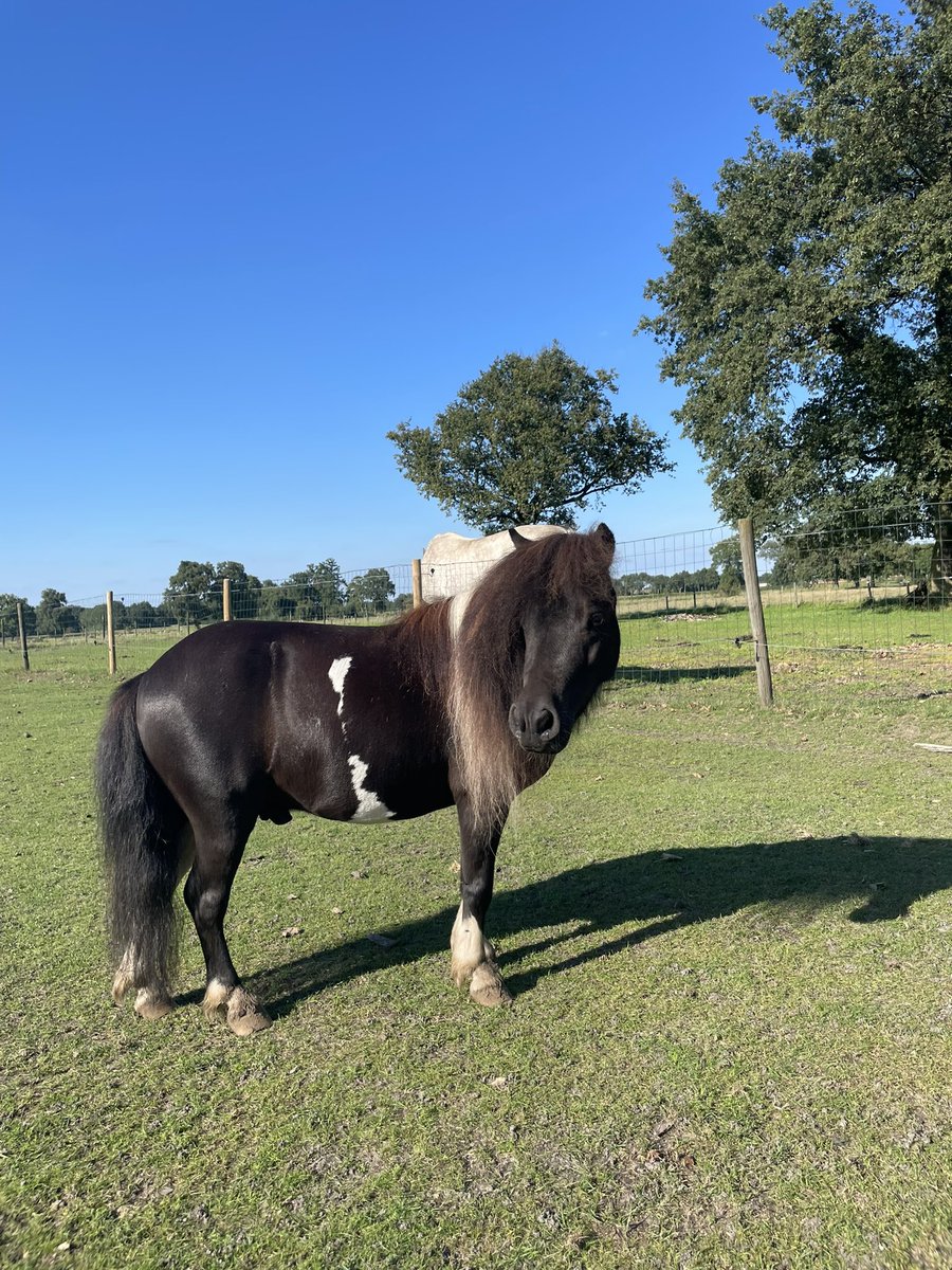 Als je denkt dat je te klein bent om het verschil te maken,
Probeer dan maar eens bij een mug te slapen.
Afrikaans gezegde

#shetlanderpower

King

CV-Coaching.nl
