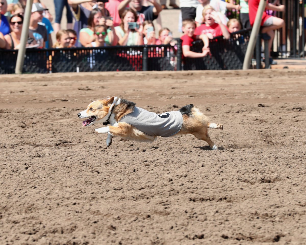 CBYTrackFlack's tweet photo. Milo Bigglesworth - Fastest Dog in Minnesota @CanterburyPark  #Corgi https://t.co/6VLKYFNcmP