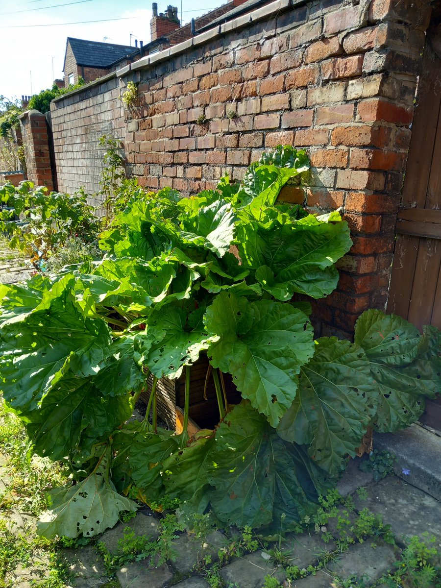 Some of the many different types of food spotted growing in alleys in Moss Side today.....grapes, rhubarb, pumpkin and yellow courgettes!