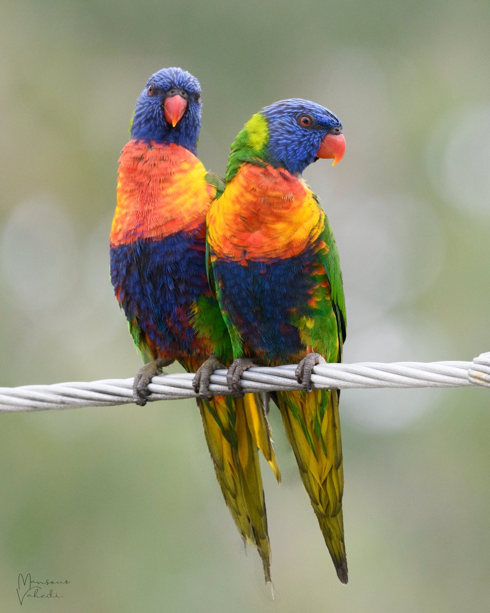 Two noisy visitors just out my window!
Rainbow Lorikeets
Brisbane, Queensland, Australia
#urbanphotography #birds #birdphoto #parrots #rainbowlorikeet #lorikeet
