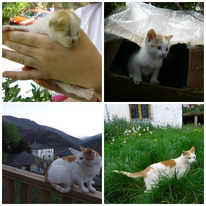 HelpForCats's tweet image. This is Pelotín, one of the street cats which we helped 13 years ago. We adopted him and now he lives happy with us. #CatsAreFamily #CatsOnTwitter #CatsOfX #cats