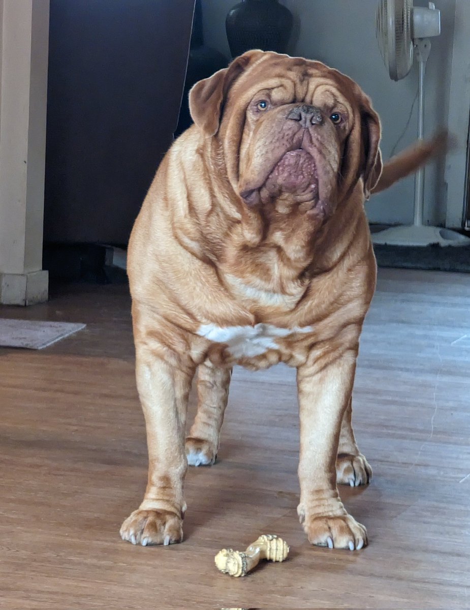 mafia_mastiff's tweet photo. My Security in an Insecure world Bubba is slightly larger and happy go lucky. Oscar is smaller and a little more reserved. They know when business mode is needed they're fearless and will get the job done. Have a great evening my friends. ✌️🐾🇺🇸🐾 #BigPups @SeanSean252 https://t.co/gOJKgu1yQJ