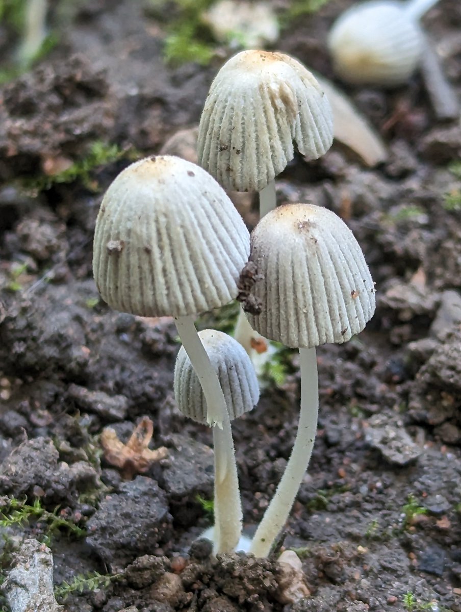 LAlexandra_UK's tweet photo. Ink cap 'fairy' mushrooms?

#mycology #NaturePhotography https://t.co/bkFe533vRM